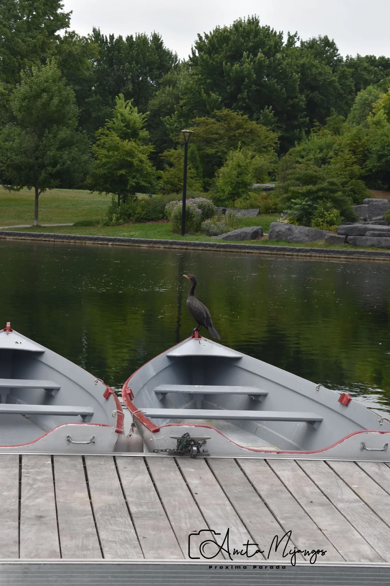 Ave junto a un estanque en un parque de Montréal