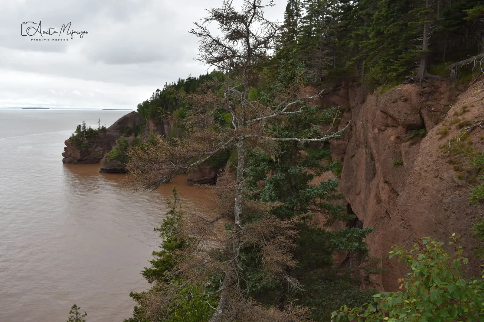 Costa de la bahía de Fundy entre árboles y acantilados