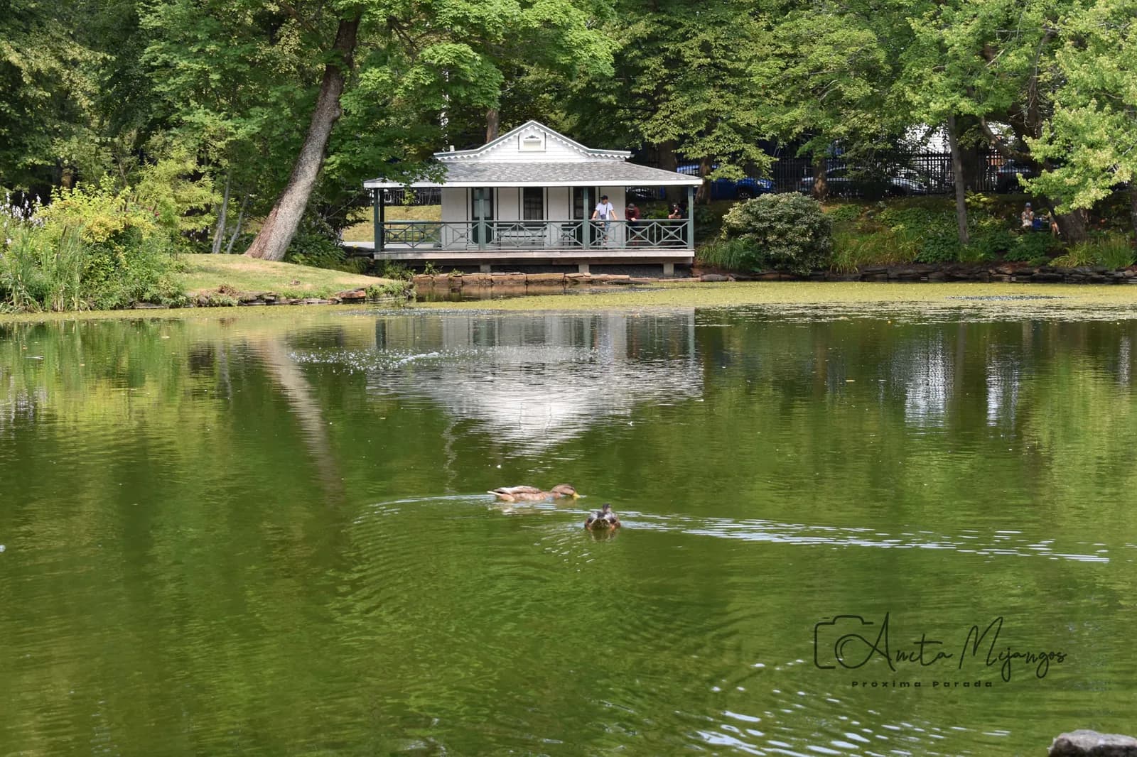 Estanque con patos en los Public Gardens de Halifax