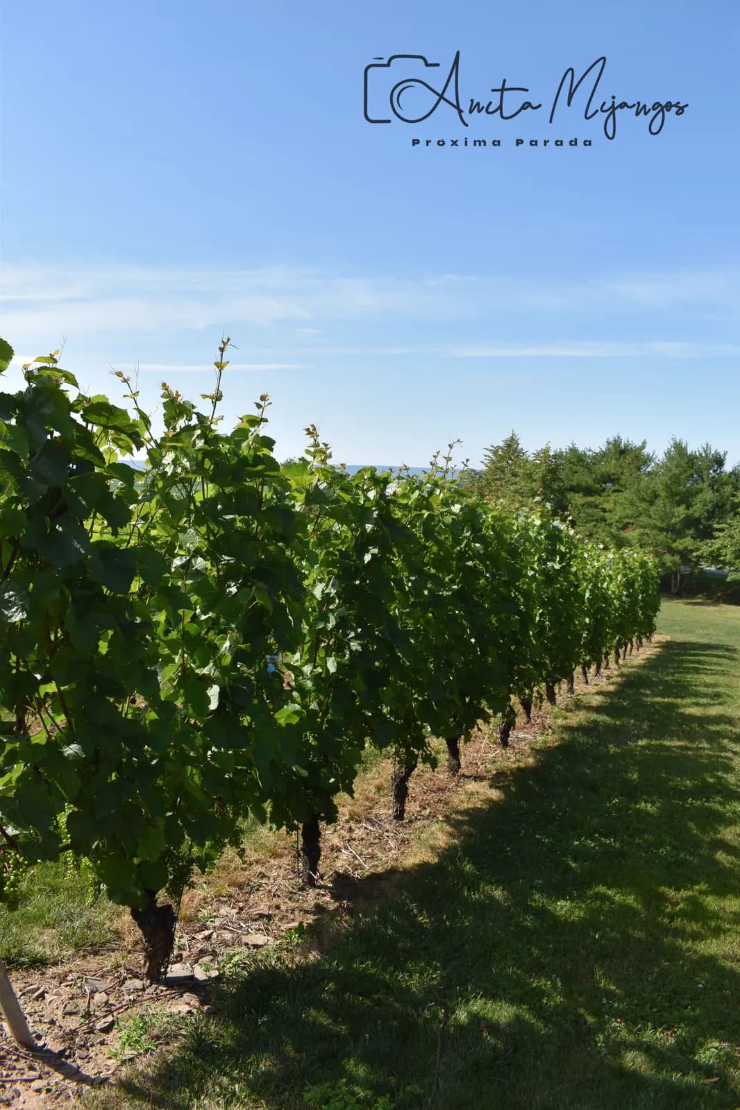 Hileras de uvas en Luckett Vineyards